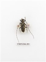 藏品(長角絨毛天牛)的圖片